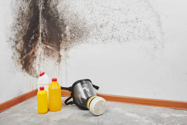 Best Mold Testing  in Wallingford Center, CT