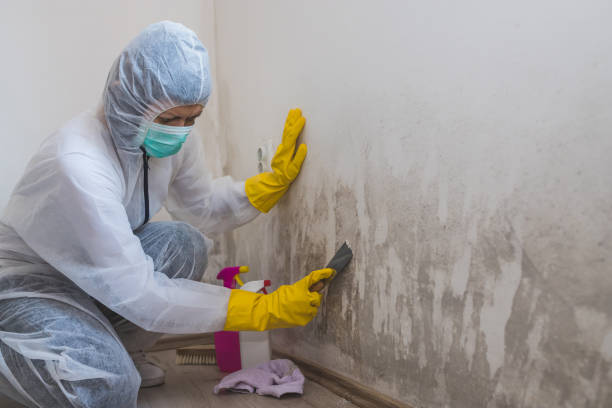 Best Toxic Mold Removal  in Wallingford Center, CT