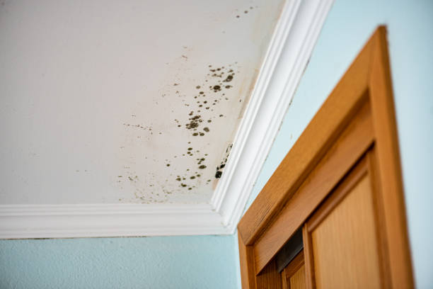 Best Mold Removal Company Near Me  in Wallingford Center, CT