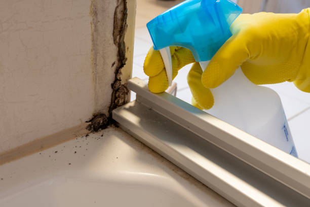 Best Attic Mold Removal  in Wallingford Center, CT