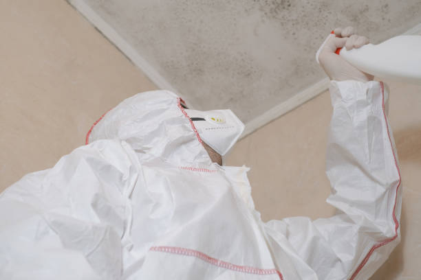 Best Commercial Mold Removal  in Wallingford Center, CT