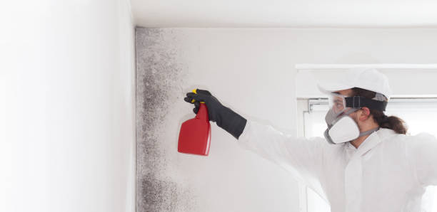 Wallingford Center, CT Mold Removal Company