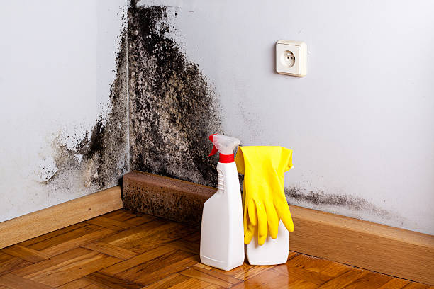 Attic Mold Removal in Wallingford Center, CT