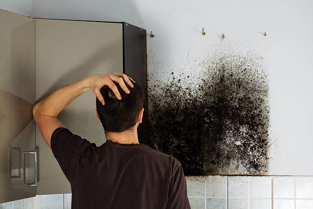 Best Home Mold Removal  in Wallingford Center, CT